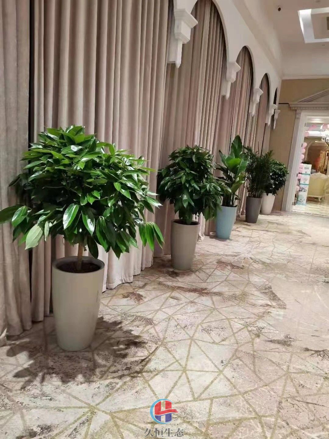 秀洲酒店走廊花卉绿植摆放